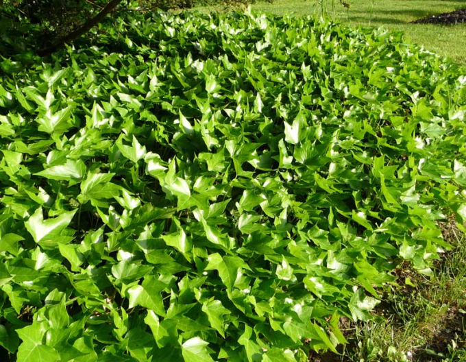 Brečtan popínavý ´Green Ripple´