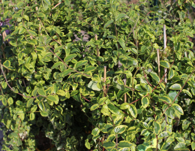 Zemolez japonský ´Kogel-Mogel ´