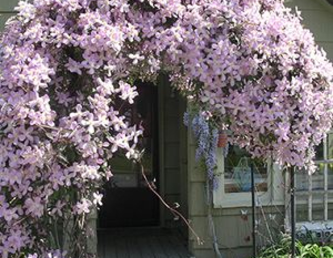 Plamienok ´Elizabeth´