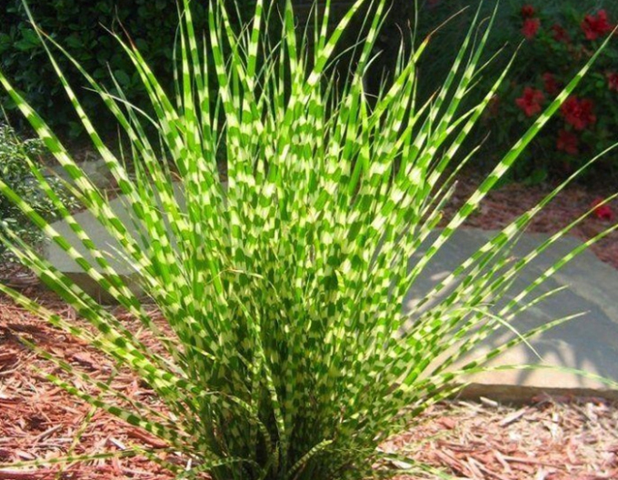 Ozdobnica čínska ’Zebrinus’