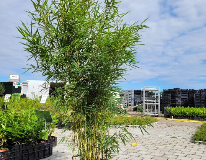 Bambus ´Fargesia Robusta Campbell´