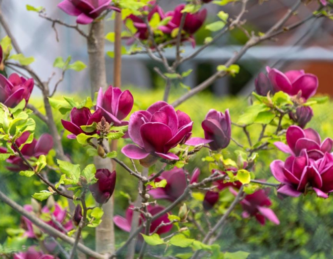 Magnólia ´Genie´