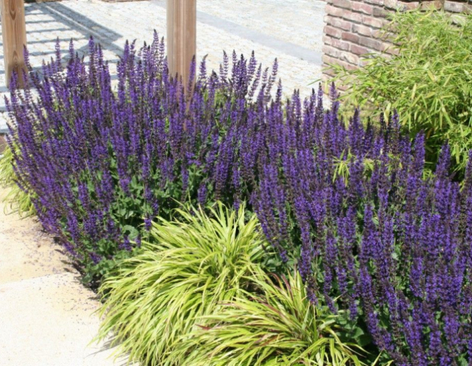 Šalvia hájna ´Mainacht´