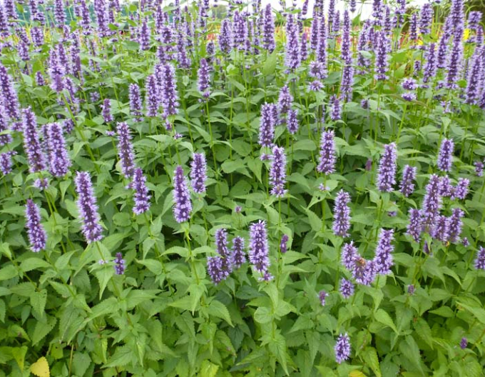 Agastache ´Black Adder´