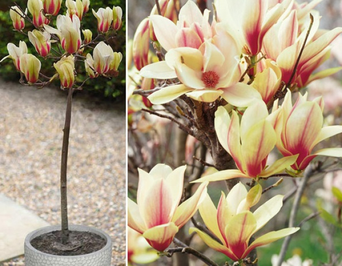 Magnólia ´Sunrise´ na kmienku