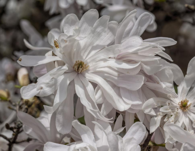 Magnólia ´St. Waterlily´