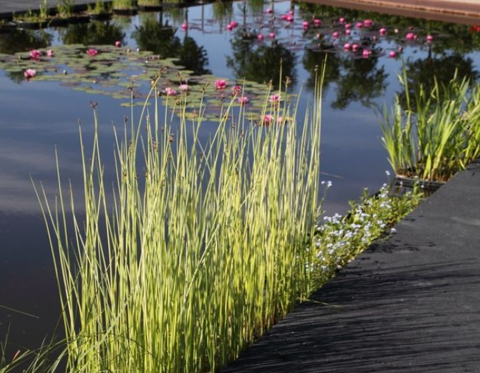 Škripinec jazerný ´Albescens´