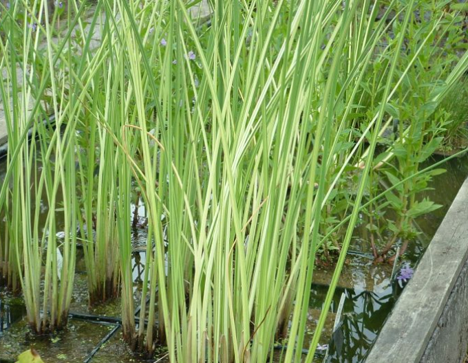 Škripinec jazerný ´Albescens´