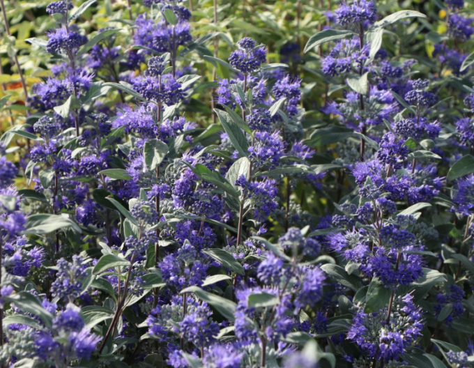 Bradavec klandonský "HEAVENLY BLUE" 9x9