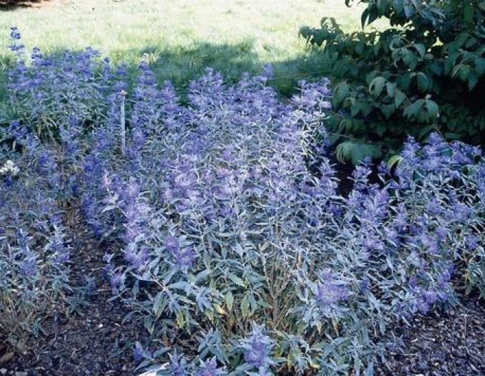 Bradavec klandonský "HEAVENLY BLUE" 9x9