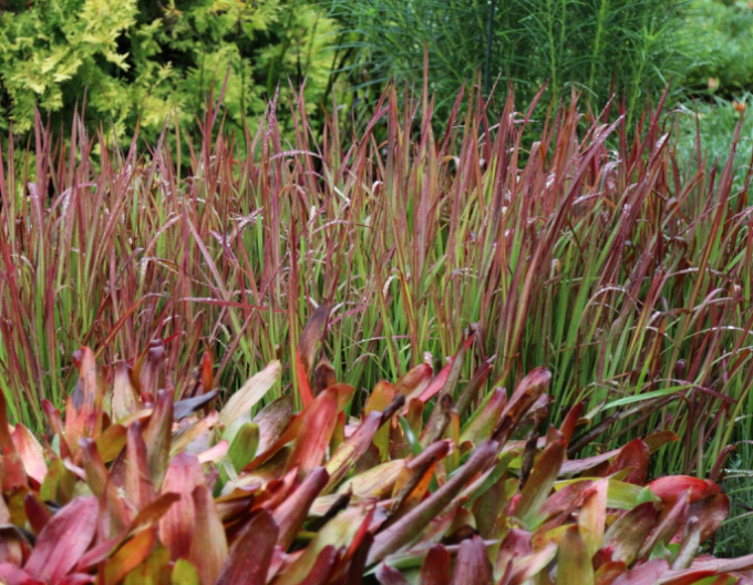 Imperáta cylindrická "Red Baron" 2l