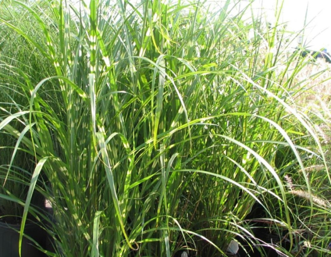 Ozdobnica čínska ’Zebrinus’