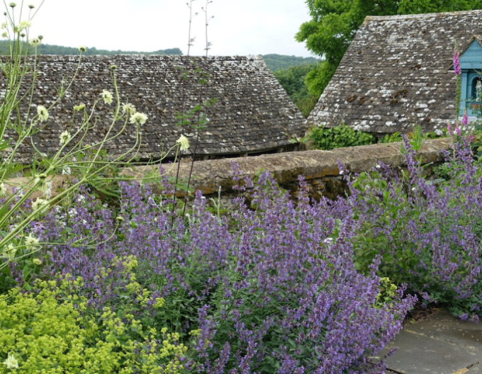Kocúrnik ´Walker´s Low´