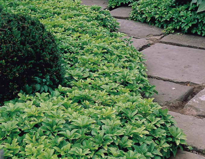 Pachysandra vrcholová