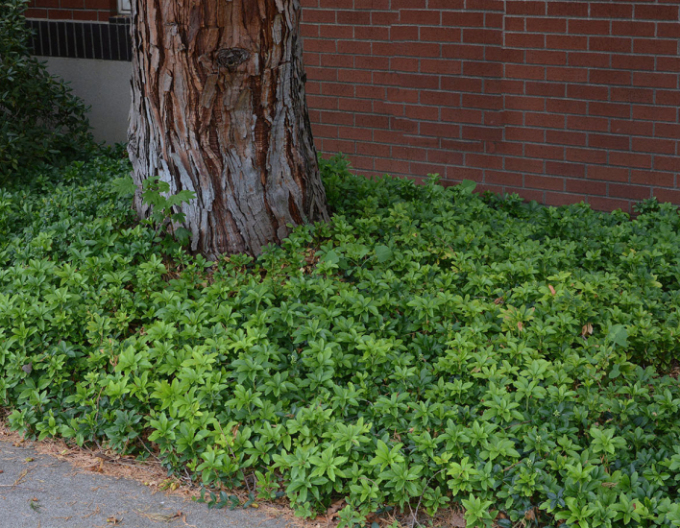 Pachysandra vrcholová