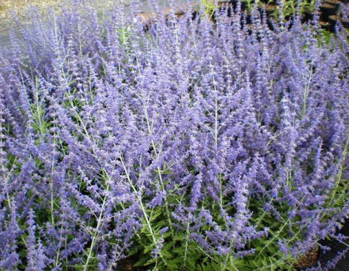 Perovskia ´Blue Spire´