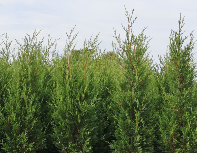 Cyprusovec leylandský ´2001´