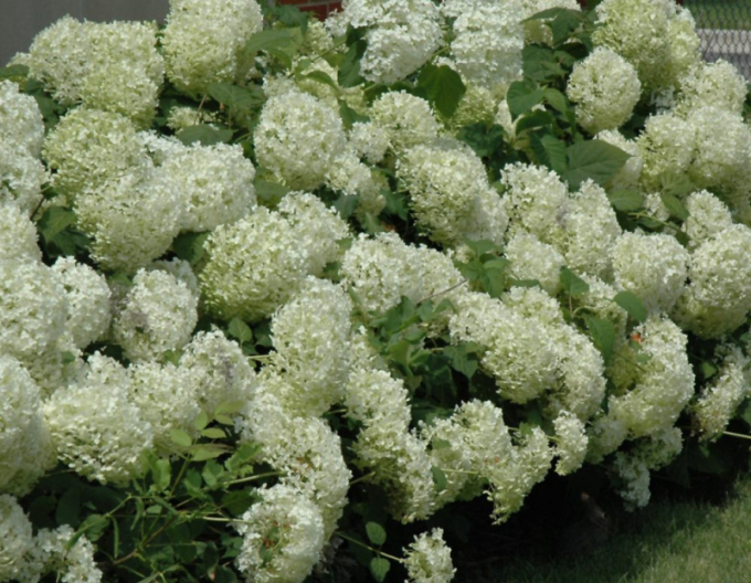 Hortenzia stromčekovitá ´Anabelle´ 9x9