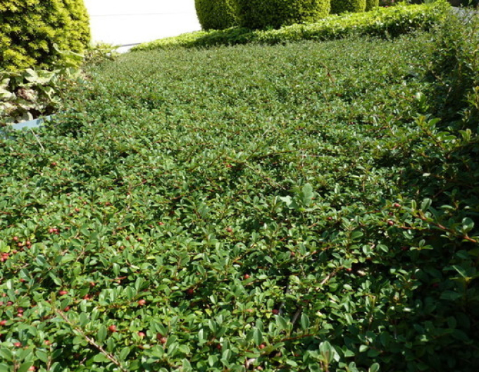 Skalník ’Eichholz’ 9x9