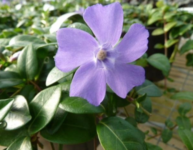 Zimozeleň menšia ´La Grave´