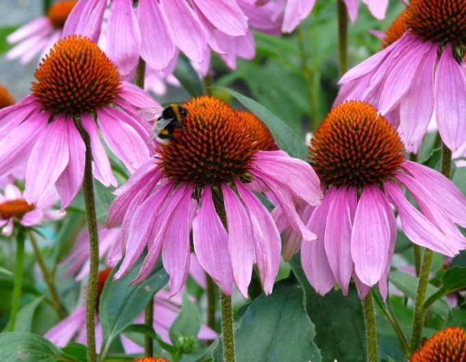 Echinacea purpurea ’Baby Swan Pink’