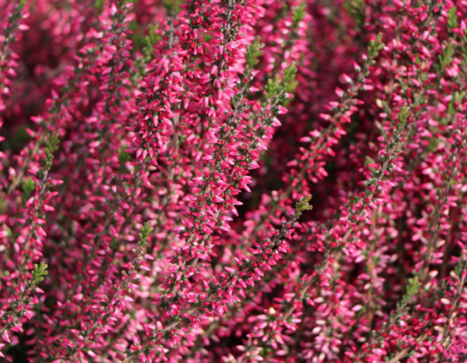 Vres obyčajný ´Aphrodite´