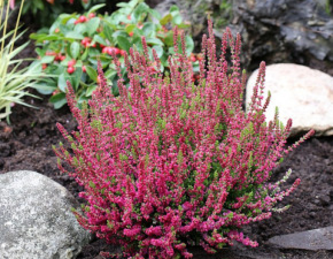 Vres obyčajný ´Dark Beauty´