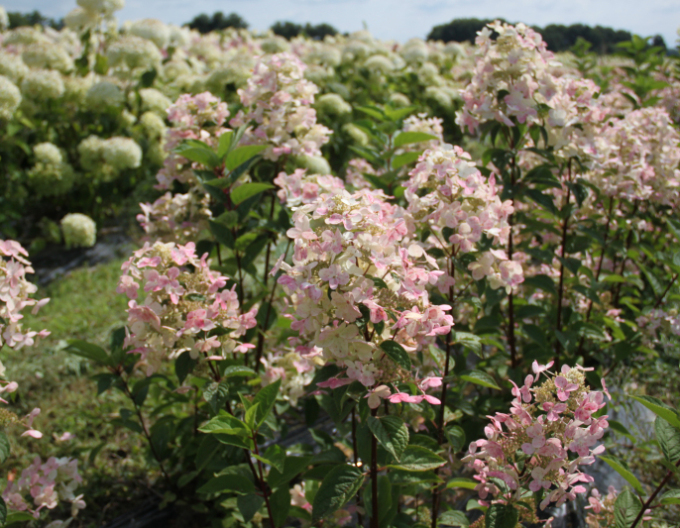 Hortenzia metlinatá ´Pastelgreen´