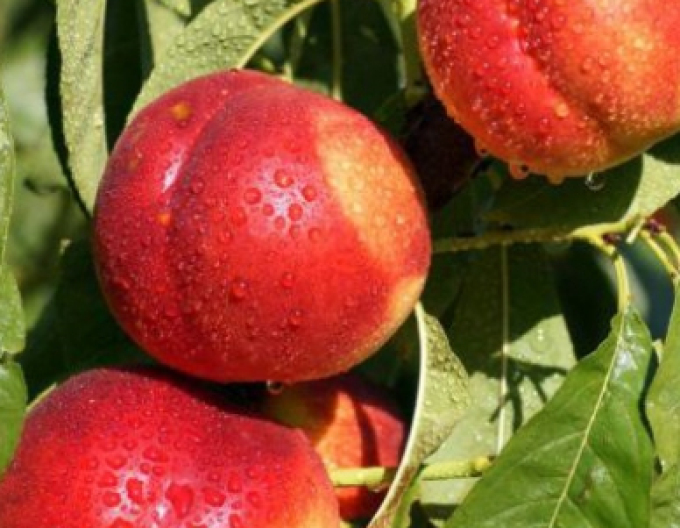 Nektarinka ´Fairline´ poloskorá, podp. GF677, voľnok.