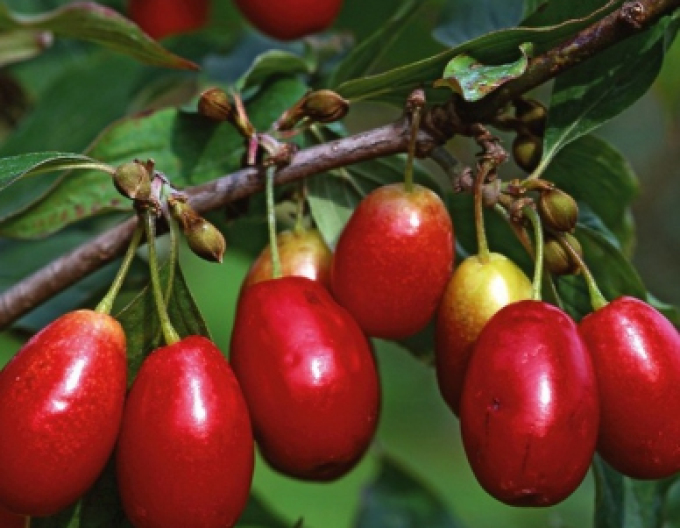 Drieň obyčajný ´Jolico´, voľnok.