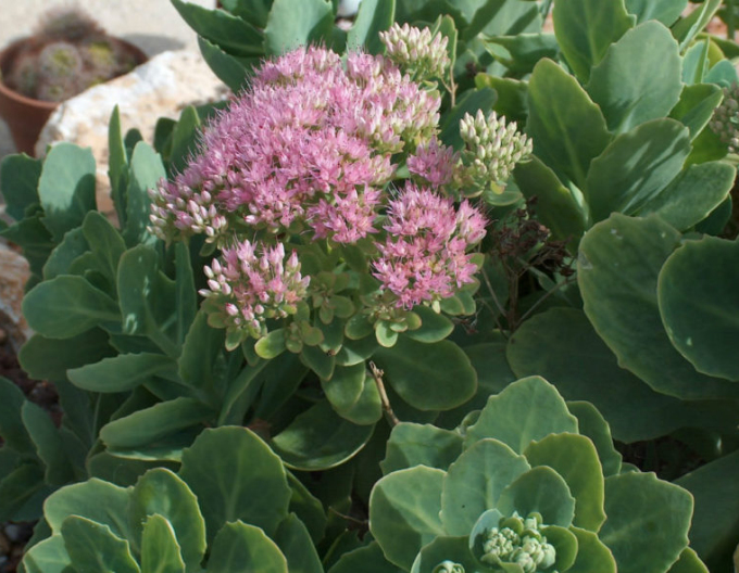 Rozchodník nádherný "Brilliant"