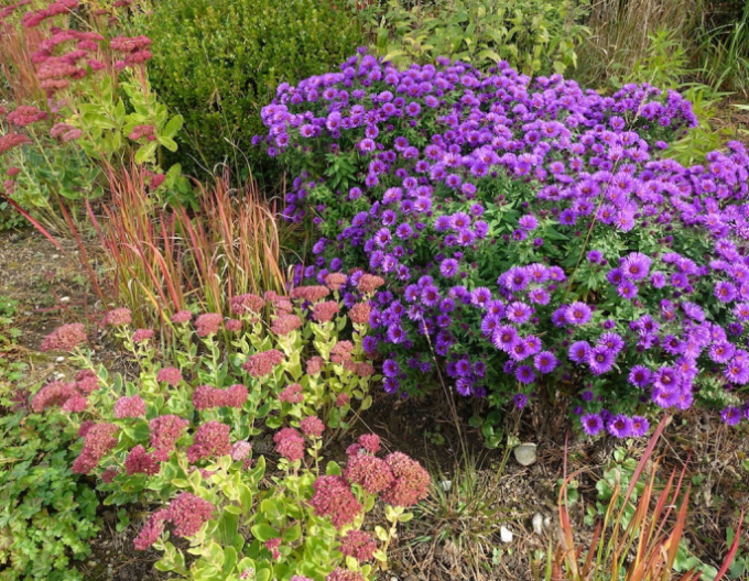 Astra  ´Purple Dome ´