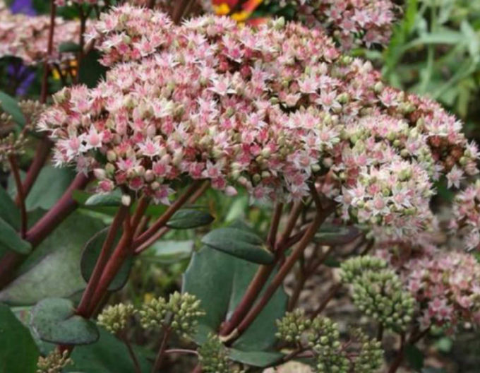 Rozchodník nádherný ’Matrona’ 1l