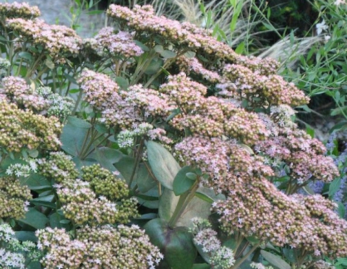 Rozchodník nádherný ’Matrona’ 1l