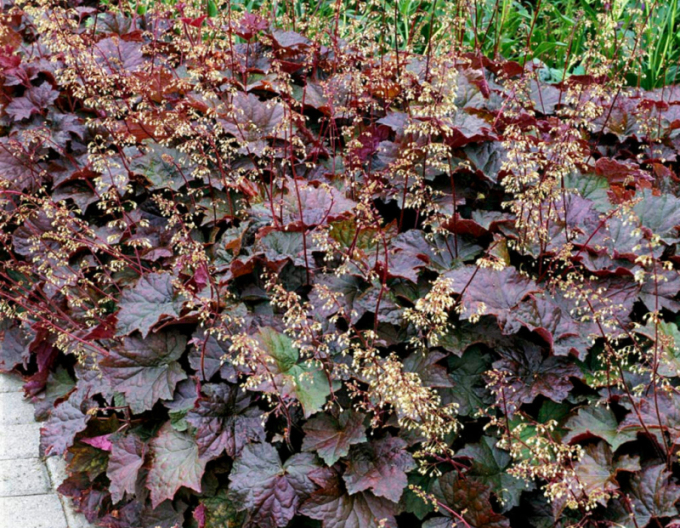 Heuchera Palace Purple
