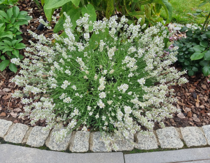 Levanduľa ’Edelweiss’