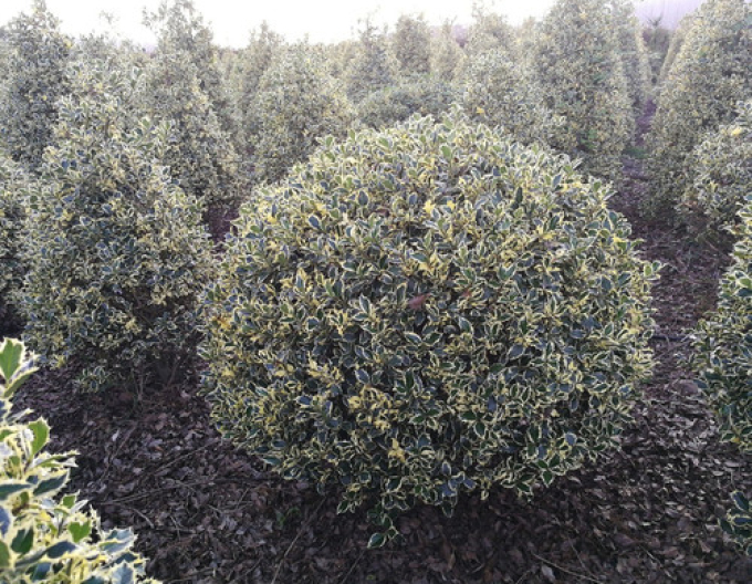 Cezmína ostrolistá ´Variegatum Ball ´