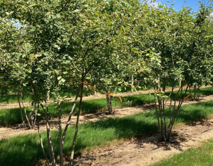 Muchovník Lamarckov 300cm+