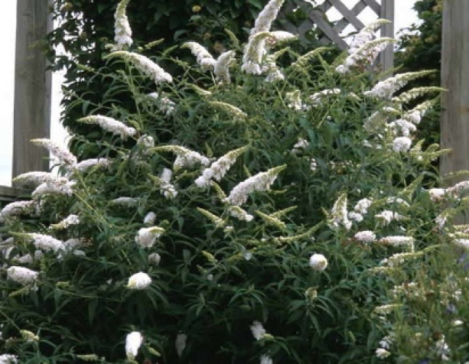 Budleja davidii ’White Profusion´
