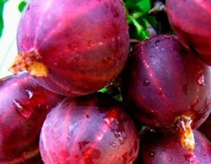 Egreš červený ´Spinefree´ KER