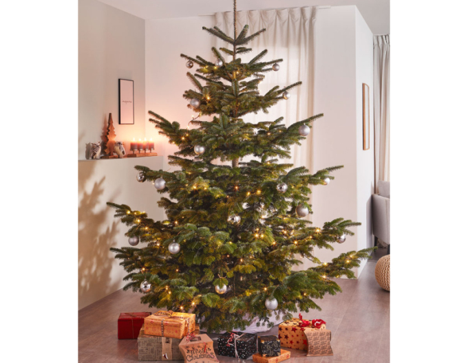 Jedľa normandská (kaukazská)   EXELLENT  REZANÁ 250/300cm