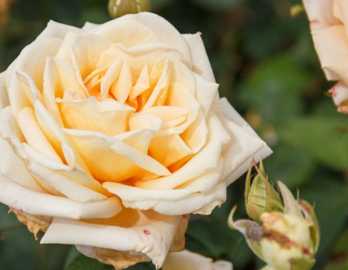 Ruža stromčeková ´Helenka´