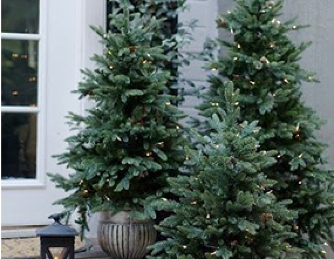 Smrek pichľavý 100/125 cm, kont.