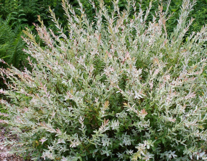 Vŕba japonská ’Hakuro-Nishiki’ KER