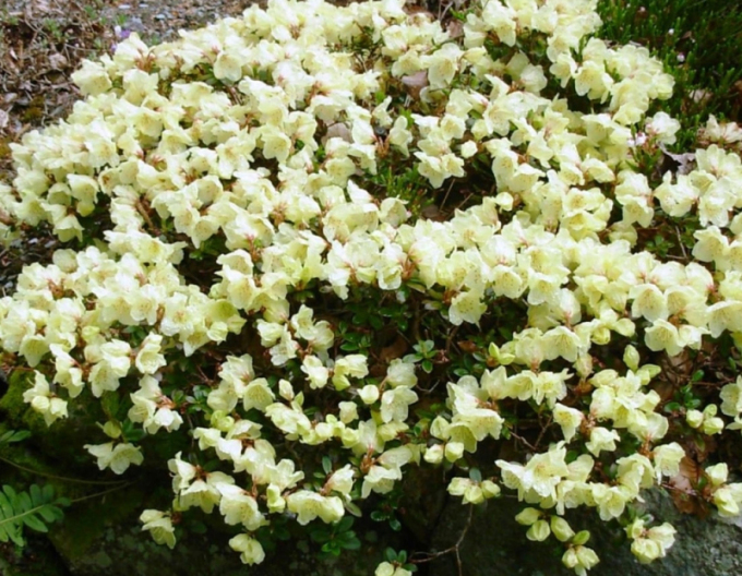 Rododendrón ´Wren´