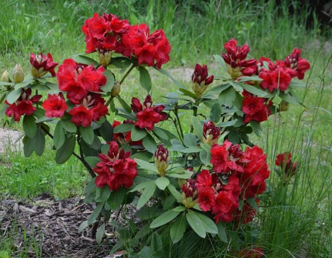 Rododendrón "Red Jack"
