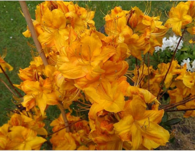 Azalka veľkokvetá ´Klondyke´