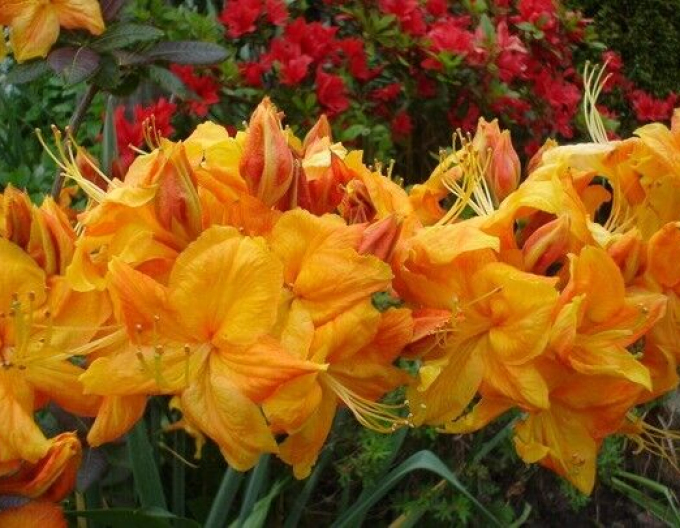 Azalka veľkokvetá ´Klondyke´