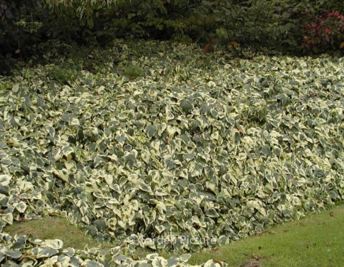 Brečtan alžírsky ´Gloire de Marengo´