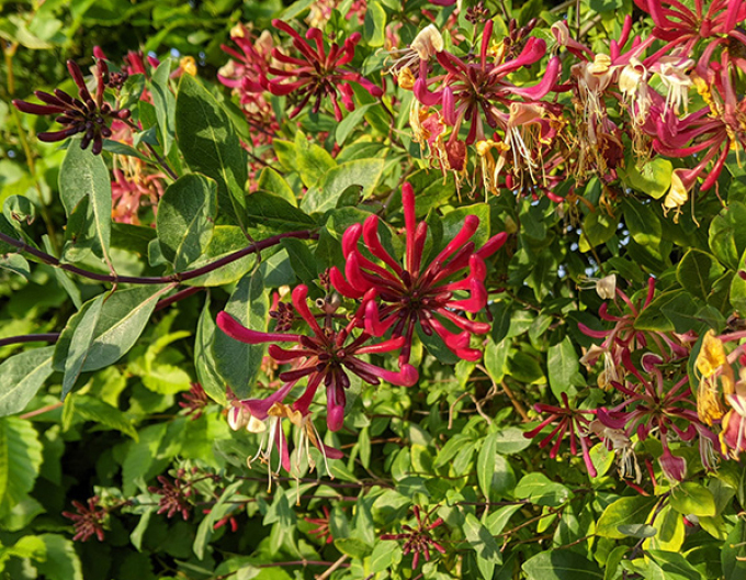 Zemolez ovíjavý ´Serotina´